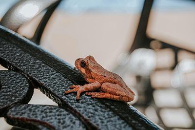 spring peeper frog
